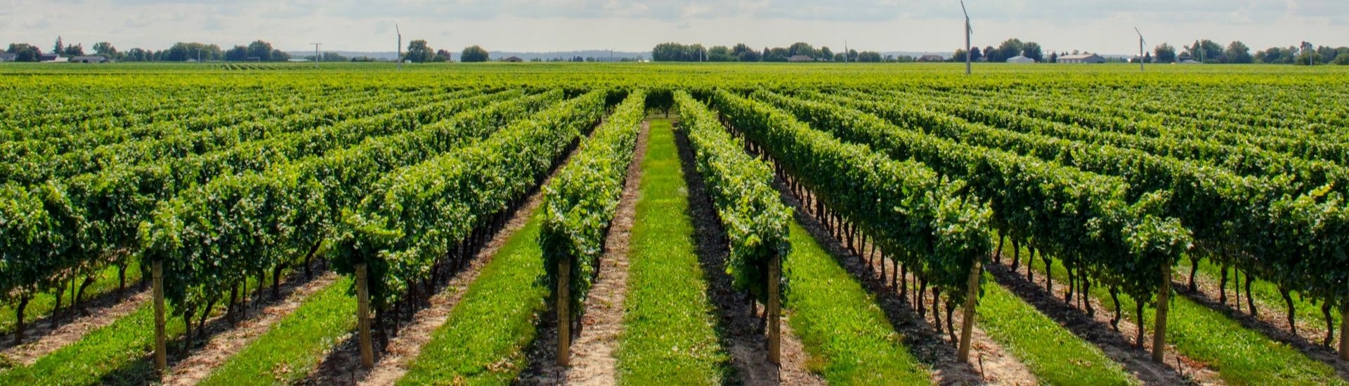 vineyard vines.jpg
